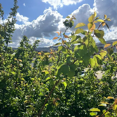 ゲストハウス Blossom 3*