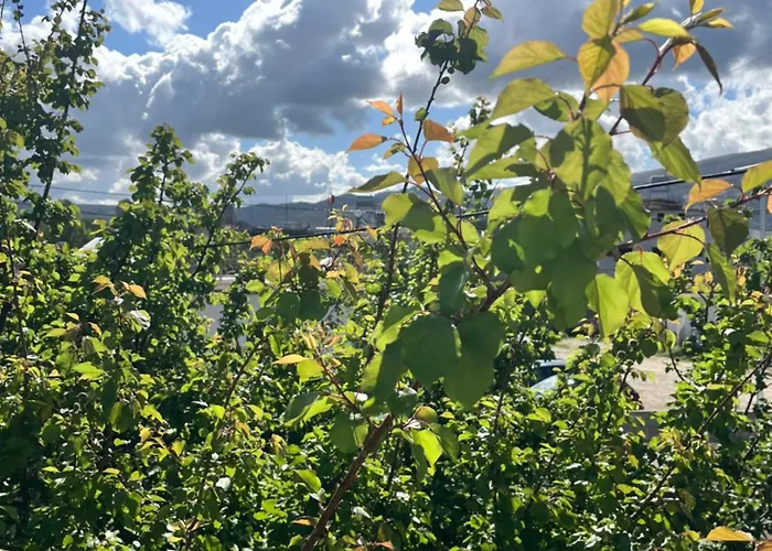 Πανσιόν Blossom 3*